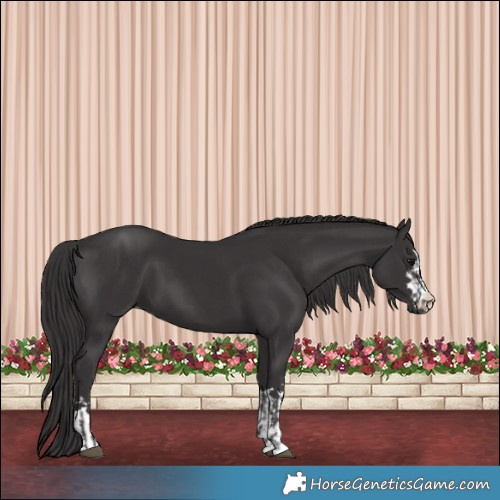 Horse Color:Smoky Black and Smoky Black