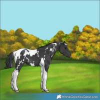 Horse Color:White Spotted Black Tobiano