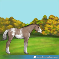 Horse Color:White Spotted Classic Champagne Frame 
