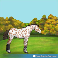 Horse Color:White Spotted Bay Appaloosa