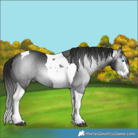 Horse Color:Gray Smoky Black Splash Tobiano 