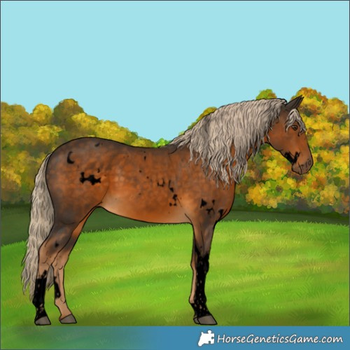 Horse Color:Void White Spotted Chocolate Palomino Tobiano 
