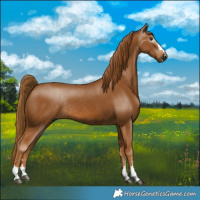 Horse Color:Gray Chestnut Rabicano 
