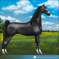 Horse Color:Gray Black 