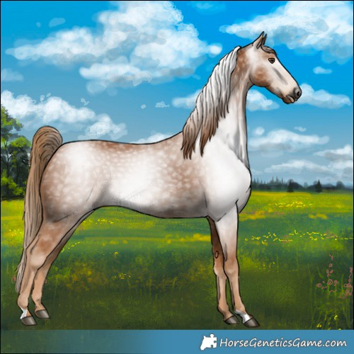Horse Color:Gray Chestnut