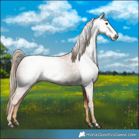 Horse Color:Gray Chestnut 