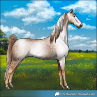 Horse Color:Gray Chestnut 