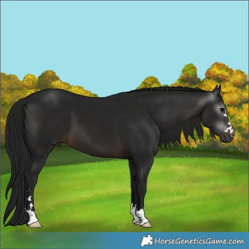 Horse Color:Gray Brown 