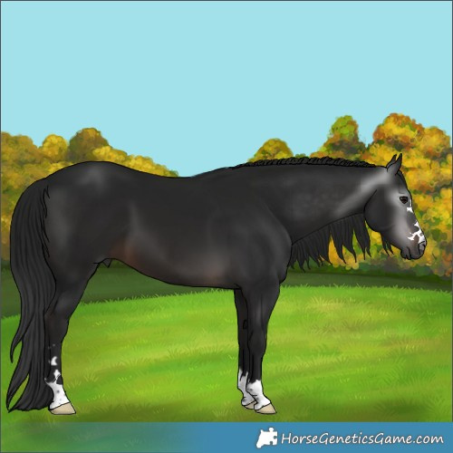Horse Color:Gray Brown 