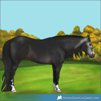 Horse Color:Gray Brown