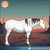 Horse Color:White Spotted Liver Red Dun Appaloosa 