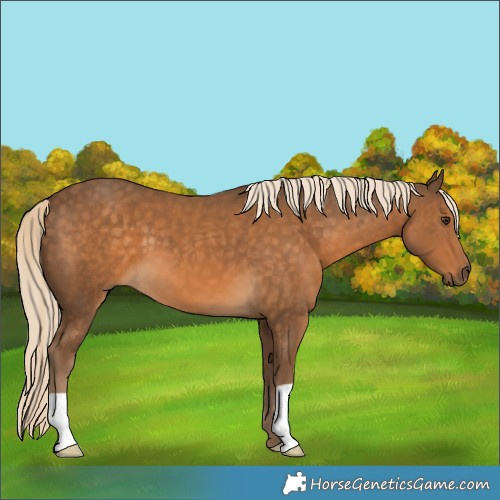 Horse Color:Chocolate Palomino 