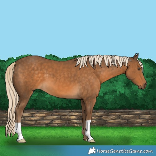 Horse Color:Chocolate Palomino