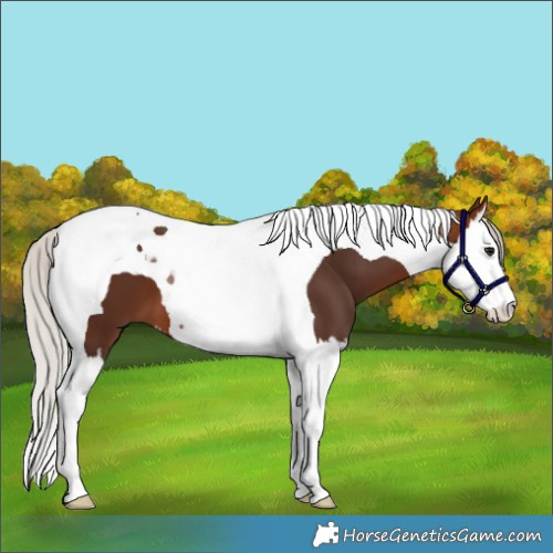 Horse Color:Silver Brown Splash Tobiano 