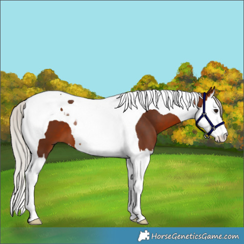 Horse Color:Silver Brown Splash Tobiano