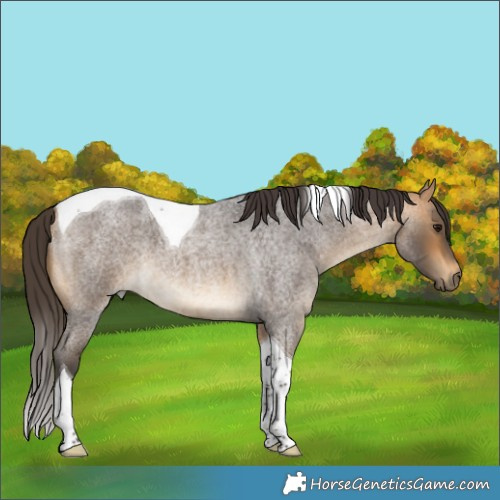 Horse Color:Buckskin Roan Tobiano 