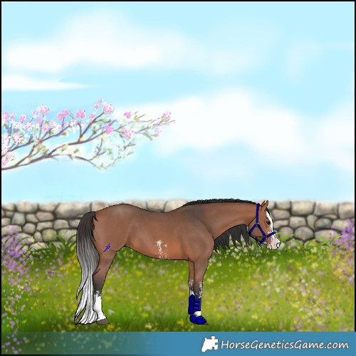 Horse Color:Bay Sabino Splash 