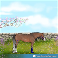 Horse Color:Bay Sabino Splash