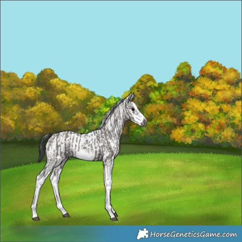 Horse Color:Grullo Sabino Splash Frame  and Grullo Sabino Splash Frame 