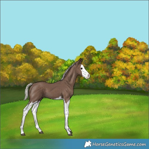 Horse Color:Silver Black Splash 