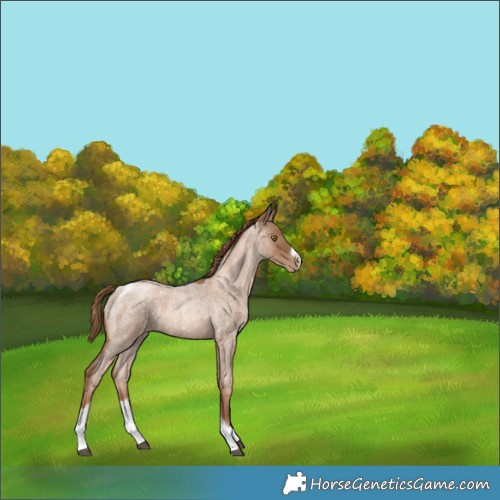 Horse Color:Liver Red Roan Pearl Tobiano Frame 