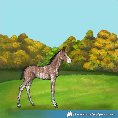 Horse Color:Bay Sabino Rabicano  and Bay Sabino Rabicano 