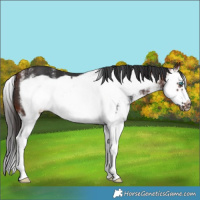 Horse Color:White Spotted Bay Splash Frame 