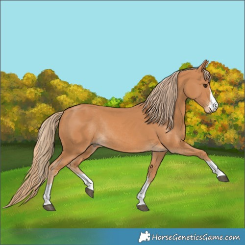 Horse Color:Chestnut Rabicano 