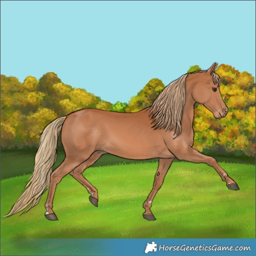 Horse Color:Chestnut Rabicano 