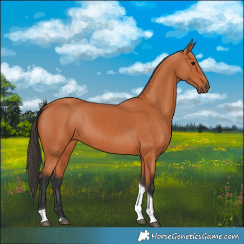 Horse Color:Bay Tobiano 