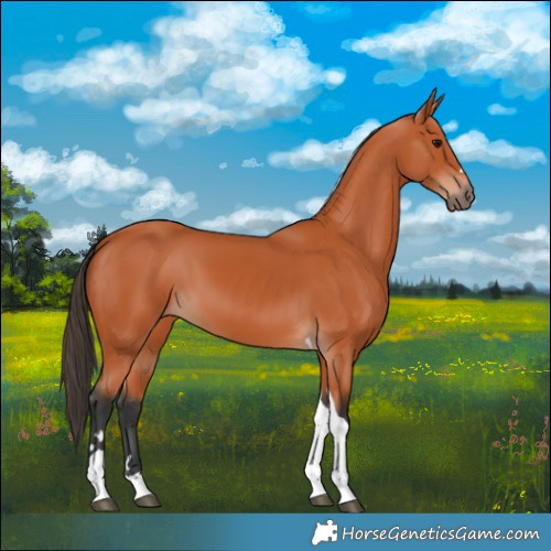 Horse Color:Bay Tobiano 