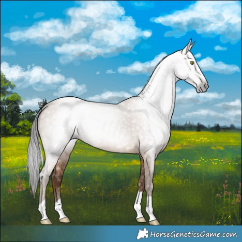 Horse Color:Gray Amber Champagne Tobiano 