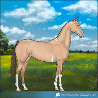 Horse Color:Amber Champagne Tobiano 