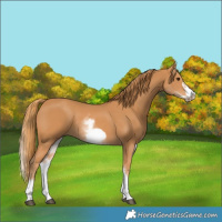 Horse Color:White Spotted Chestnut Frame 