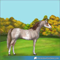 Horse Color:White Spotted Red Roan Frame