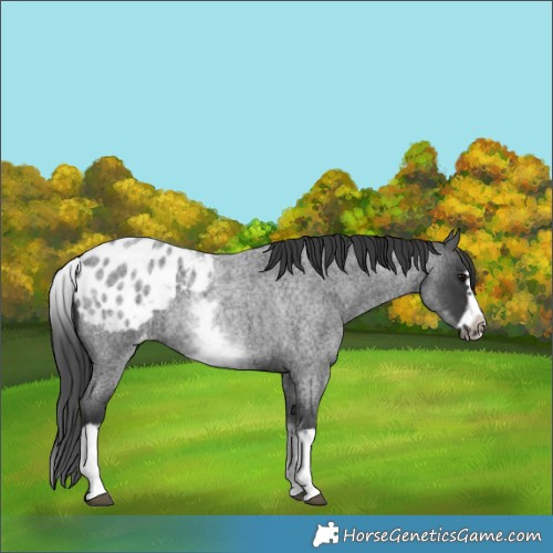 Horse Color:White Spotted Blue Roan Splash Frame Appaloosa