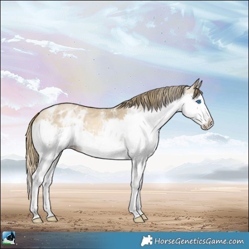 Horse Color:White Spotted Buckskin Pearl Splash Appaloosa 