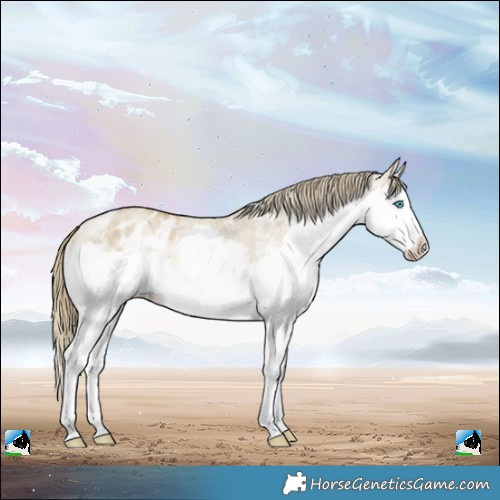 Horse Color:White Spotted Buckskin Pearl Splash Blanket