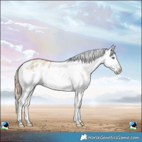 Horse Color:White Spotted Buckskin Pearl Splash Appaloosa
