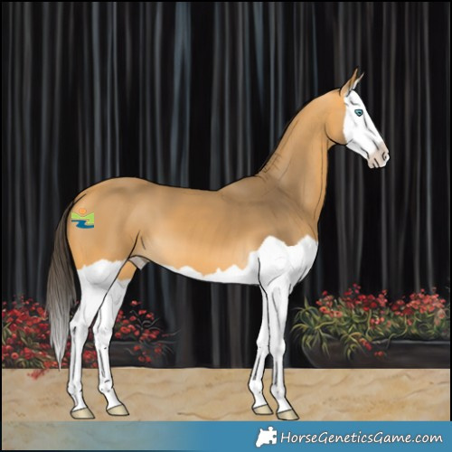 Horse Color:Buckskin Splash 