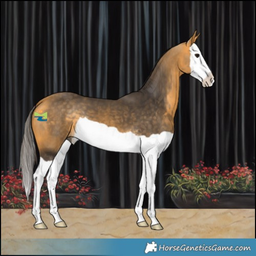 Horse Color:Buckskin Splash 