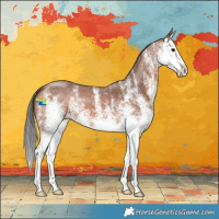Horse Color:White Spotted Bay Splash 