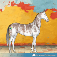 Horse Color:White Spotted Bay Splash 