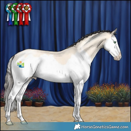 Horse Color:Amber Cream Champagne Splash 