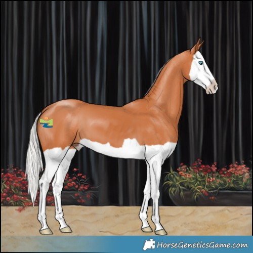 Horse Color:Silver Bay Splash 