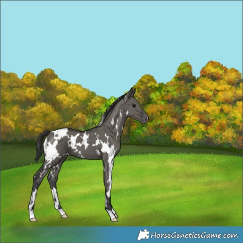 Horse Color:White Spotted Grullo Appaloosa 