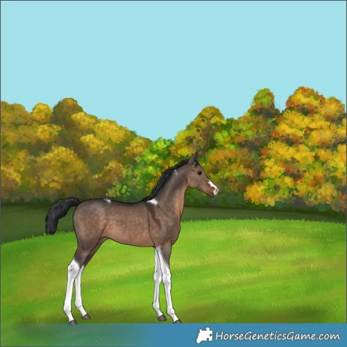Horse Color:Brown Dun Tobiano 