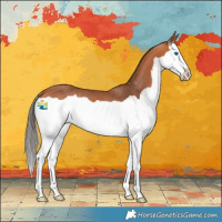 Horse Color:Bay Splash Rabicano