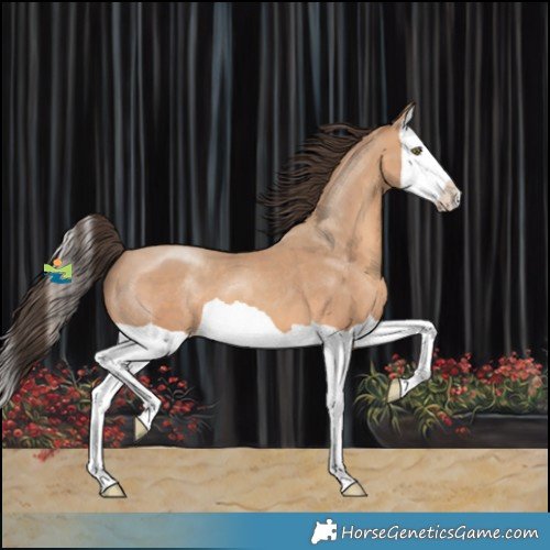 Horse Color:Amber Champagne Splash 