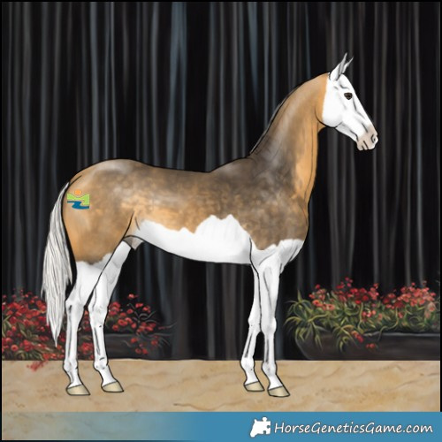 Horse Color:Silver Buckskin Splash 